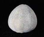 Galerites vulgaris (LESKE 1776) - Bild © FossNet FossilienStore